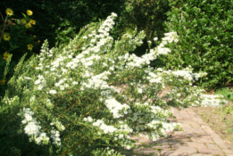 Aster vimineus bestellen